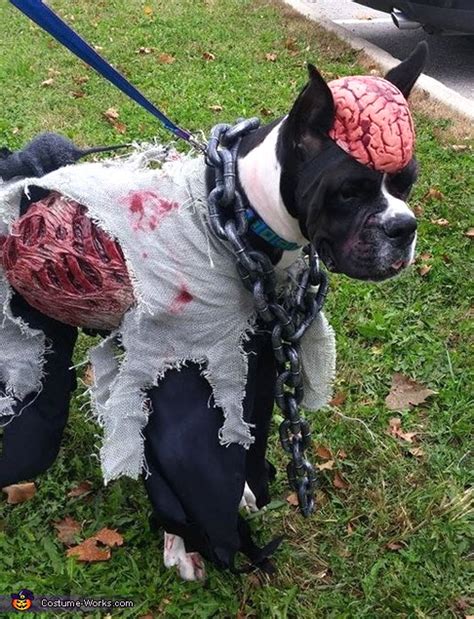 DIY Dog Zombie Costume - petdiys.com