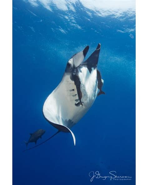 J Gregory Sherman Photo On Instagram “a Giant Manta Ray Mobula