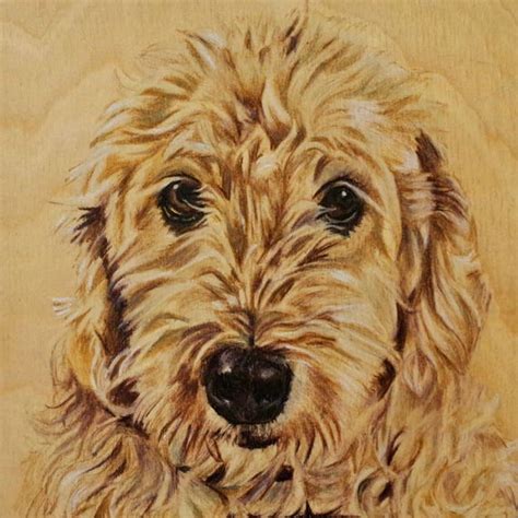 How To Draw A Goldendoodle Step By Step