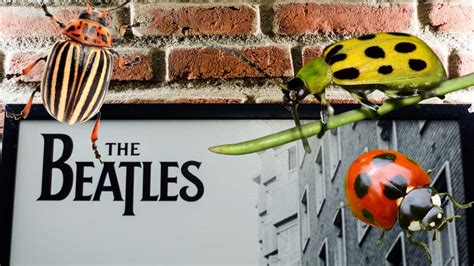 The Beatles And Beetles And Seeds January 30 Nhpbs Pressroom