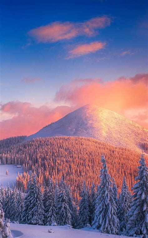 800x1280 Snowy Pine Trees And Mountains Nexus 7samsung Galaxy Tab 10