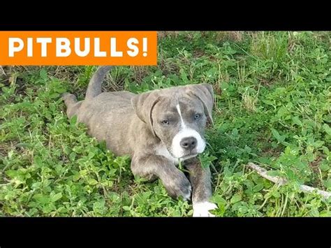 Ultimate Pitbull Compilation 2018 Cutest Funny Pitbull Videos Ever