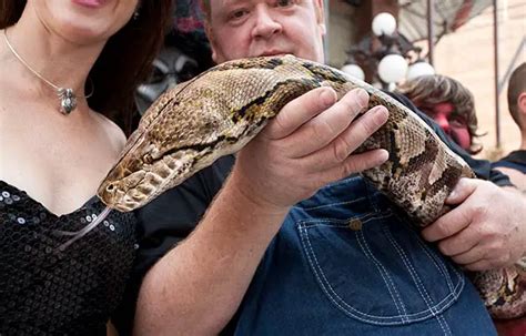 Longest Snake Ever In Captivity Slithers Into Guinness World Records Guinness World Records