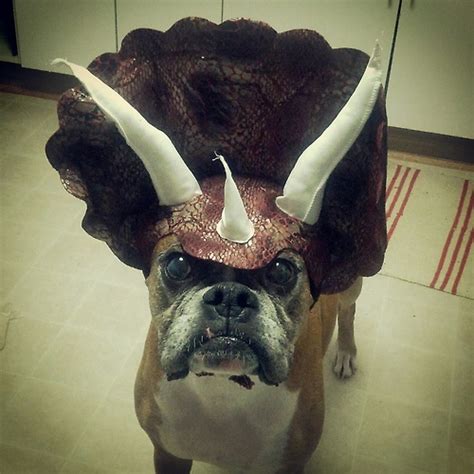 Triceratops Dog Costume Petagadget