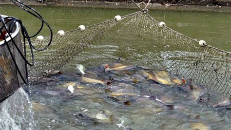 How To Do Backyard Fish Farming Profitably At Home