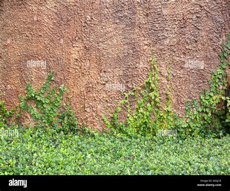 The Green Creeper Plant On The Wall Stock Photo Alamy
