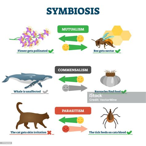 Symbiosis Vector Illustration Labeled Living Together Educational