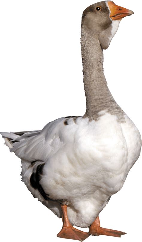 Goose From Front Png Image Purepng Free Transparent Cc0 Png Image