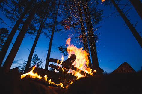 Bonfire In Forest Pictures Download Free Images On Unsplash