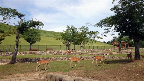 Deer Of The Ancient Capital Nara Park Japan Visions Of Travel