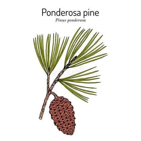 Pin Ponderosa Ou Pinus Ponderosa De Louest De Létat De Ponderosa
