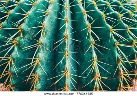 Thorn Cactus Texture Background Close Stock Photo Edit Now 776366485