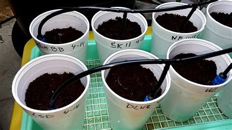 How to germinate a cannabis sativa seed. How To Germinate Seeds 100% Success Day 4 - MegaMarijuana