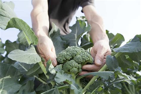 Broccoli Plant Growing Caring And Harvesting Guide For