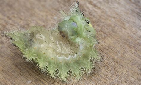 Close Shot Of The Green Crowned Slug Moth Caterpillar Stock Photo