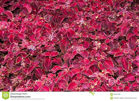 Coleus Flower In Autumn Stock Image Image Of Flowers 59561809