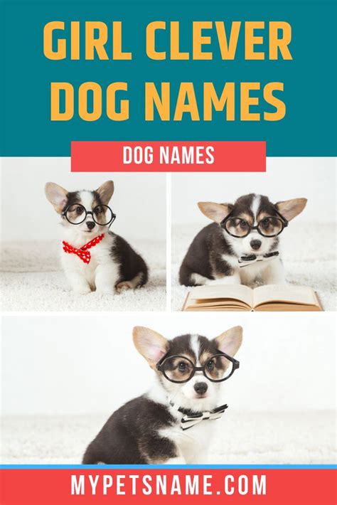 Girl Clever Dog Names Clever Dog Names Girl Dog Names Unique Clever Dog