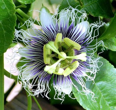 Growing Passionfruit And Passionflower Passiflora Passion Flower