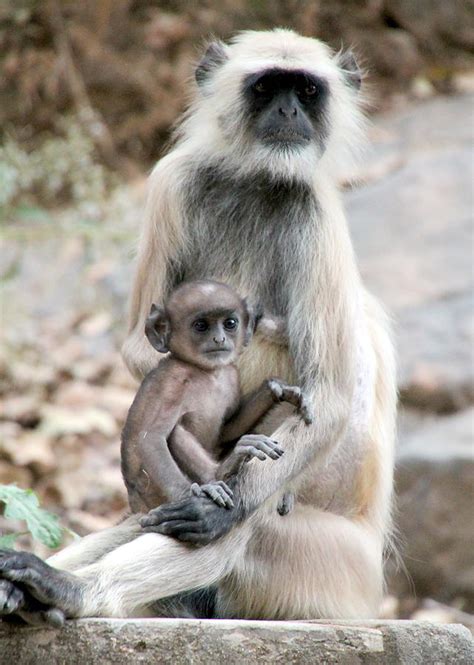 Gray Langur Monkey Mother And Baby Photograph By Laurel Talabere