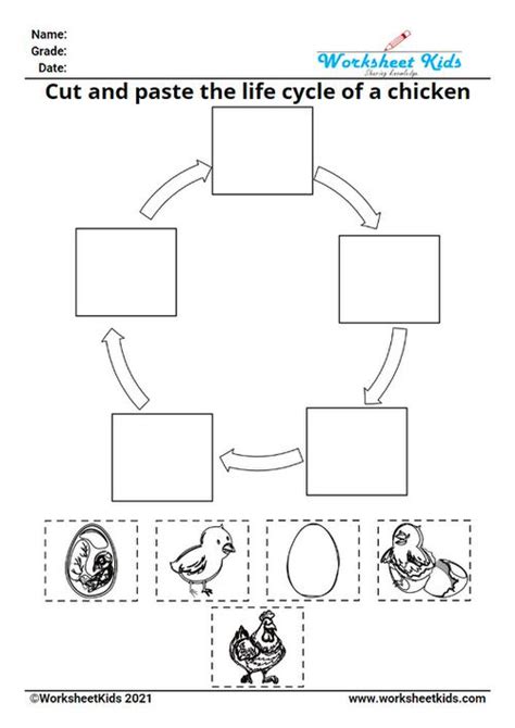 Life Cycle Of A Chicken Worksheet Corrie Peak