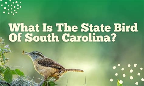 What Is The State Bird Of South Carolina Carolina Wren