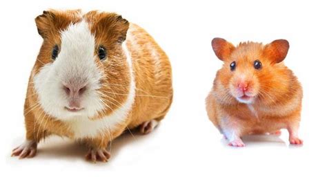 Hamster Vs Guinea Pig Which Pet Is Right For Me Guinea Pigs
