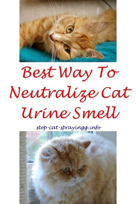 Please do not use in litterboxes for cats, as the product recommends. catpee unneutered male cat spraying - citrus cat spray ...