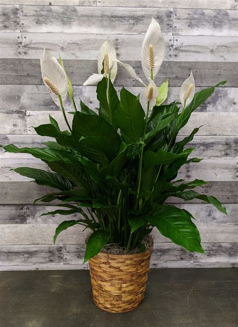 Spathiphyllum Peace Lily Plant In Mclean Va Flowers And Plants Etc