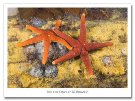 The Amazing Sea Star Herb Segars Photography Blog