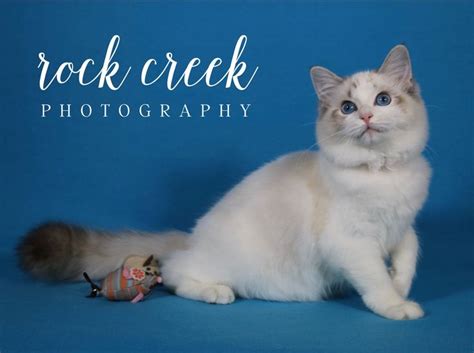 Britain's hairiest hounds get a makeover on the hunt for britain's best dog groomer. Seal lynx bicolor female kitten. Amazing eye color, beautiful expression, and perfect bunny coat ...