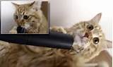 Youtube Cat Vacuum Hose Photos