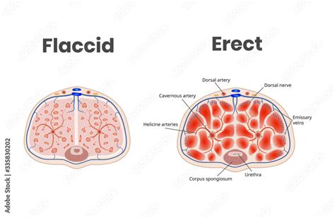 Flaccid And Erect Penis Anatomy 335830202 Cuadros Entelados