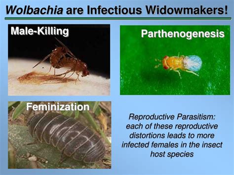 Ppt Discover The Microbes Within The Wolbachia Project Powerpoint