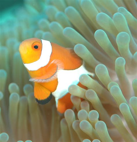 Picture Of Nemo Found Between Sea Anemone About Wild Animals