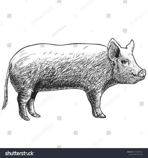 Hand Drawn Sketch Pig Vector Illustration Stock Vector Royalty Free