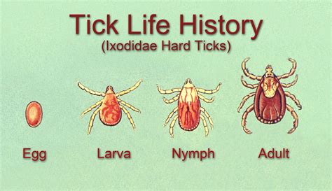 What Do You Do After A Tick Bite How Do You Check Yourself For Ticks