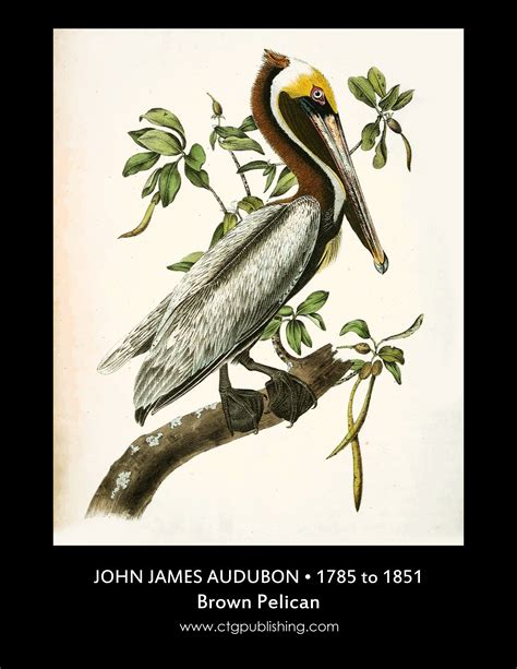 Brown Pelican Illustration By John James Audubon Circa 1840