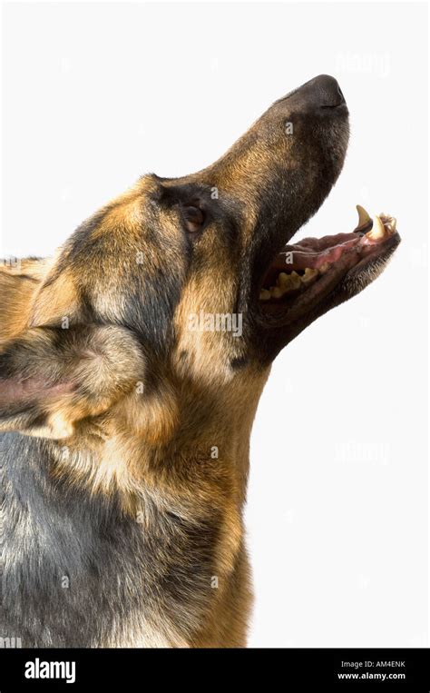 Do German Shepherd Dog Howl