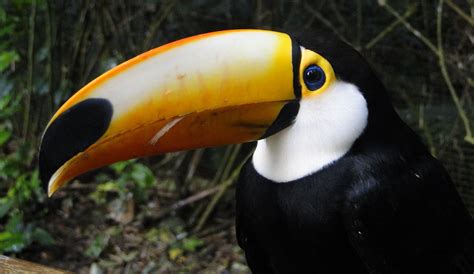 Fotos Gratis Naturaleza Pájaro Pico Animal Fauna Silvestre Zoo