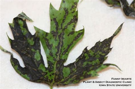 A quick breakdown of pest analysis. Maple Leaf Blister: Black Leaves on Maple Explained ...