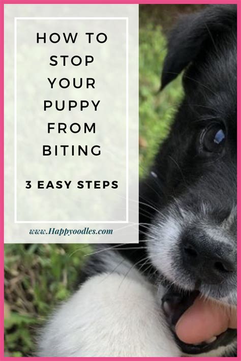 Ready To Stop Puppy Biting Quick These 10 Pointers Will Help Stop The