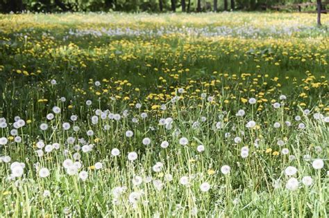 Field Of Yellow And White Fluffy Dandelions Green Meadow Stock Image
