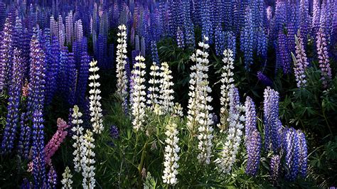 Images Flower Lupinus Many 1920x1080