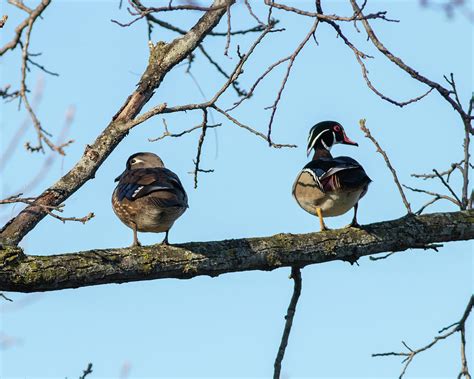 Wood Ducks In A Tree Photograph By Steve Bell