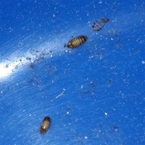 Small Striped Bugs In Bedroom
