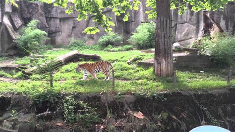 Tiger Exhibit Cleveland Metroparks Zoo Satchell Engineering