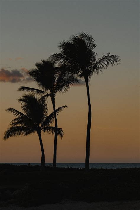 Palm Trees Beach Dusk Evening Hd Phone Wallpaper Peakpx