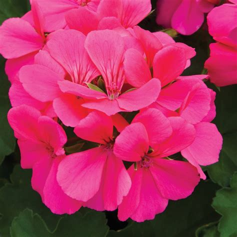 Rose and xritual — bilingual (single 2020). Caliente® Rose Geranium Plants for Sale | Free Shipping