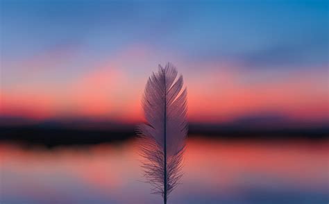 Sunset Feather Horizon Blur Smooth Pen Hd Wallpaper Pxfuel