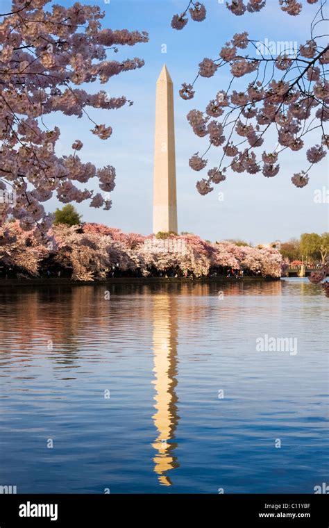 Washington Monument With Cherry Blossom Washington Dc Stock Photo Alamy